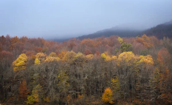 Прекрасний Пейзаж Осені Природному Парку Монсени Каталонія Панорама Дерево Ліс — стокове фото
