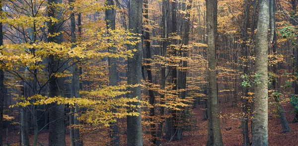Beech Forest Autumn Montseny Natural Park Catalonia — стокове фото
