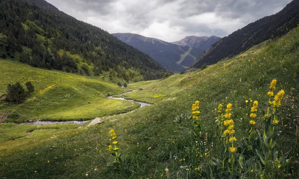 Wildblumen Incles Valley Andorra — Stockfoto
