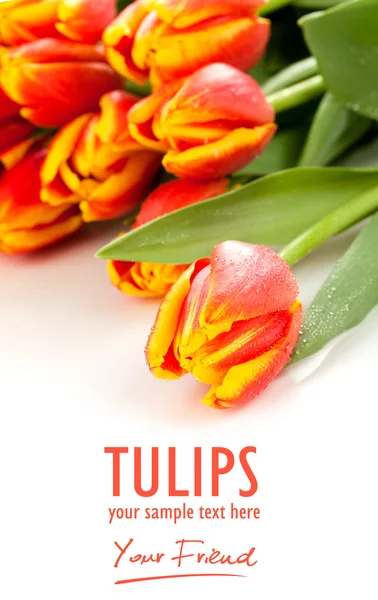 Tulipas — Fotografia de Stock