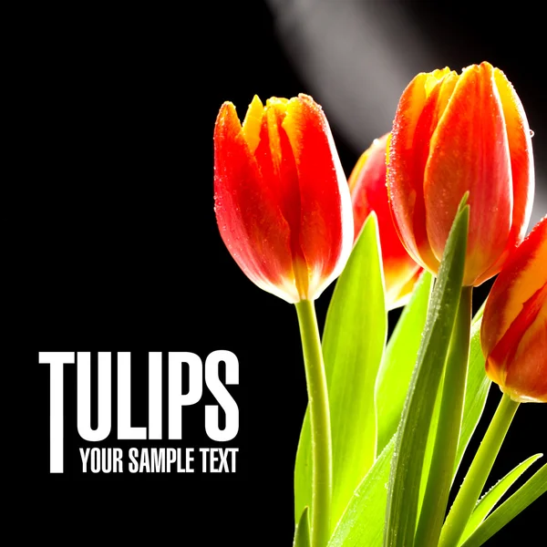 Red tulips no the black background — Stock Photo, Image