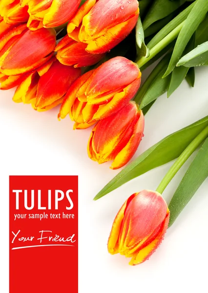 Tulipas de beleza e texto isolado — Fotografia de Stock