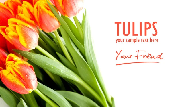 Tulipány na bílém pozadí — Stock fotografie