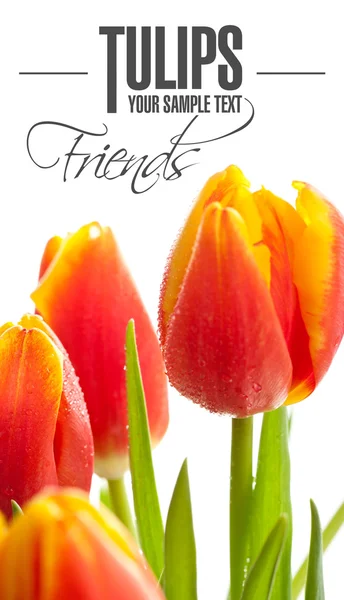 Tulips on the white background — Stock Photo, Image