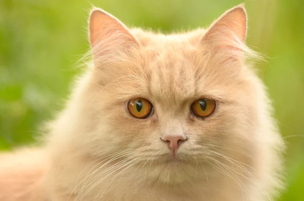 Katze im Freien — Stockfoto