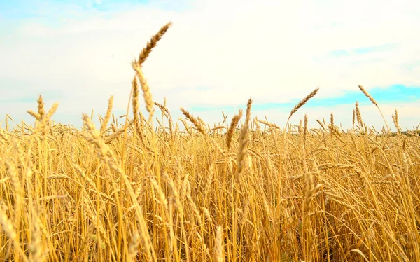 Wheat field — Stock Photo, Image