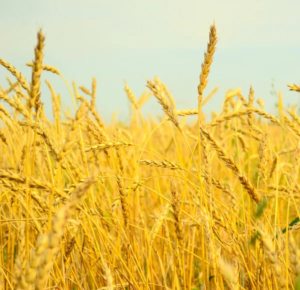 Wheat field — Stock Photo, Image