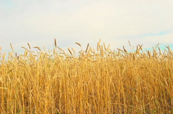 Wheat field — Stock Photo, Image