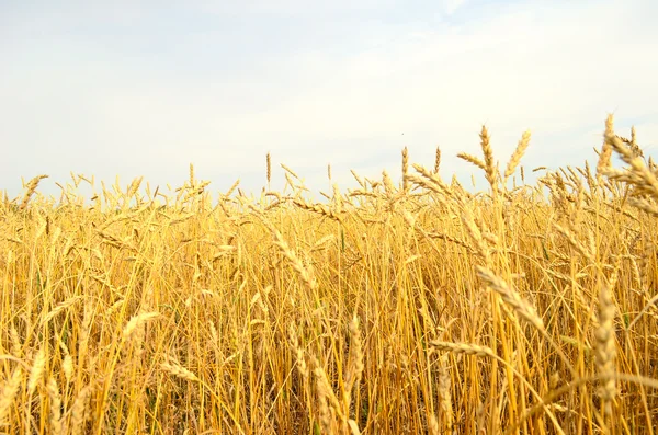 Wheat field — Stock Photo, Image