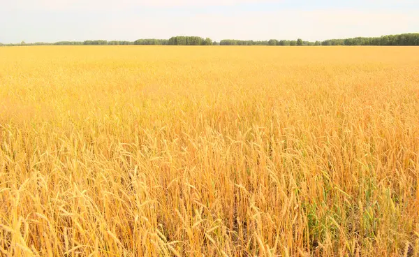 Wheat field — Stock Photo, Image