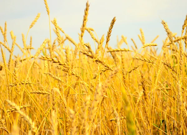 Wheat field — Stock Photo, Image