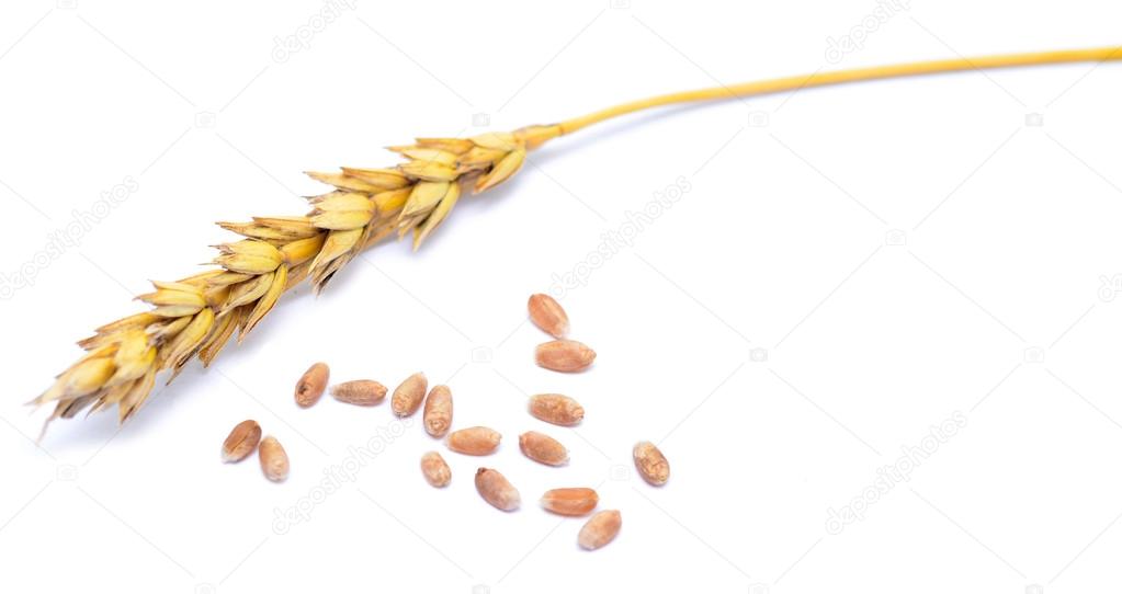 Wheat on white