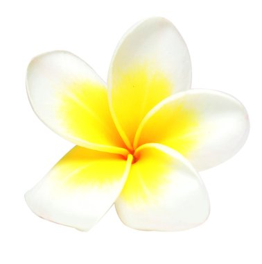 Frangipani çiçek