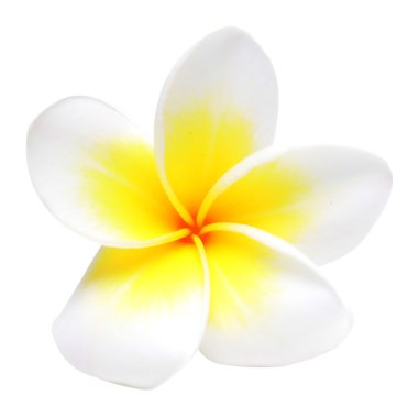 Frangipani