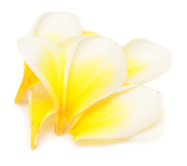 Plumeria