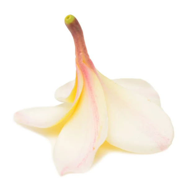 Plumeria — Fotografia de Stock