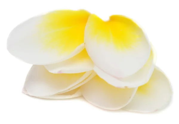 Plumeria — Fotografia de Stock