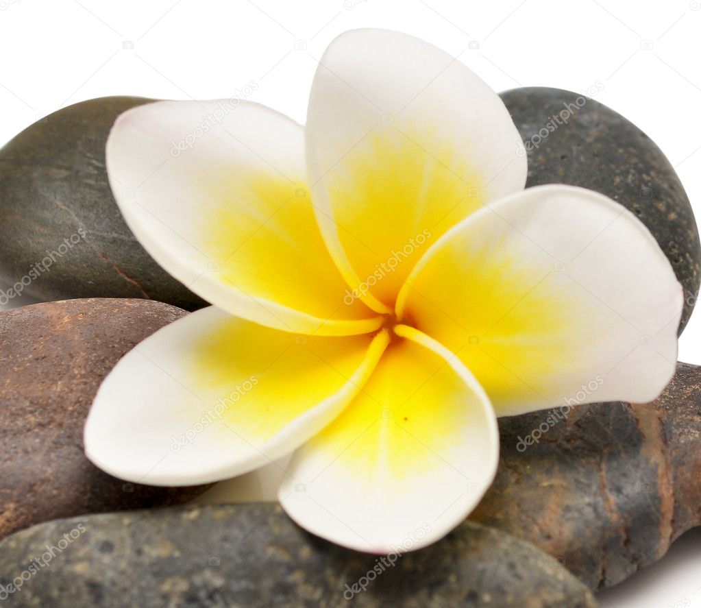Flower and stones