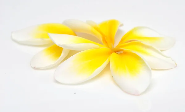 Plumeria — Stock fotografie