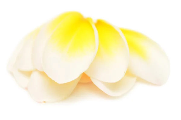 Plumeria — Fotografia de Stock