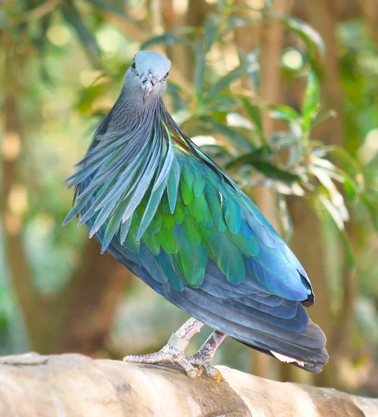 Pombo — Fotografia de Stock