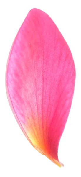 Einzigen Blütenblatt — Stockfoto
