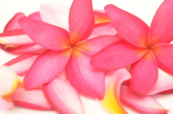 Tropical flowers — Stock Photo, Image