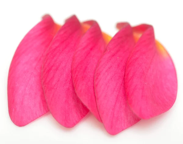 Petals — Stock Photo, Image