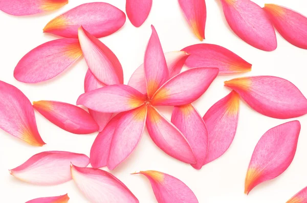 Pink petals — Stock Photo, Image