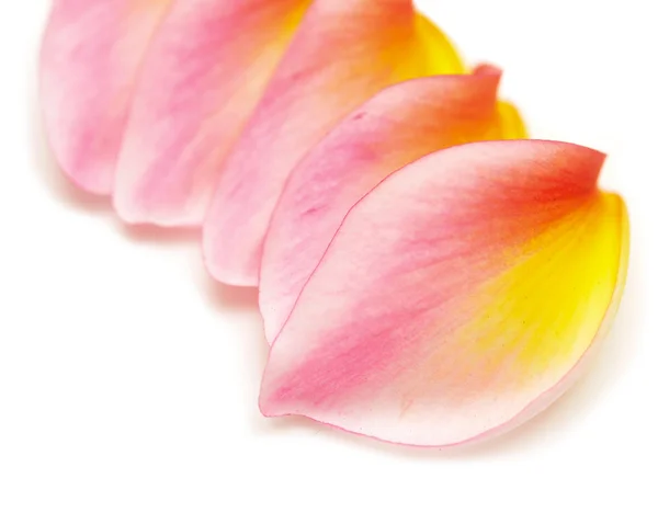 Petals — Stock Photo, Image