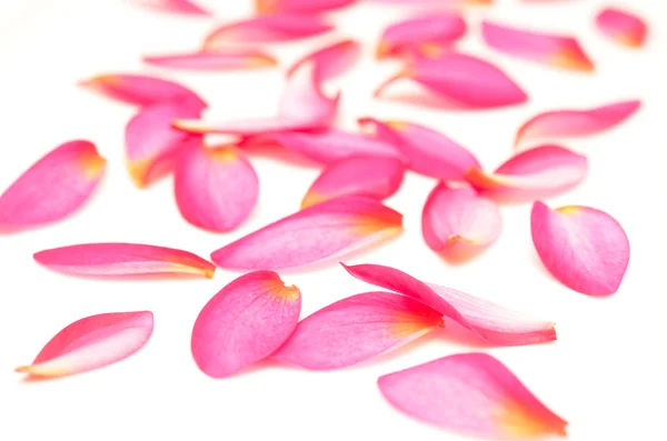Płatki różowy — Zdjęcie stockowe