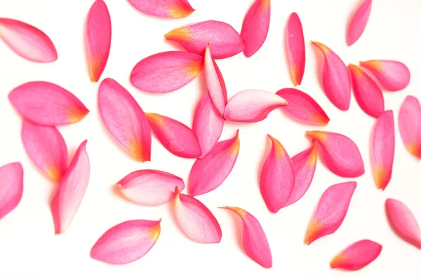 Розовые лепестки — стоковое фото
