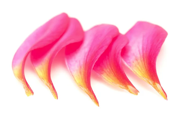 Petals — Stock Photo, Image