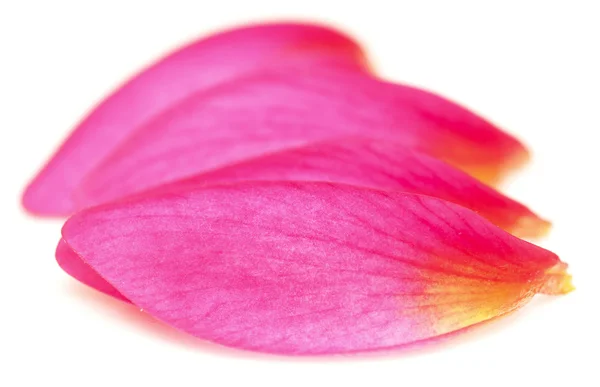 Petals — Stock Photo, Image