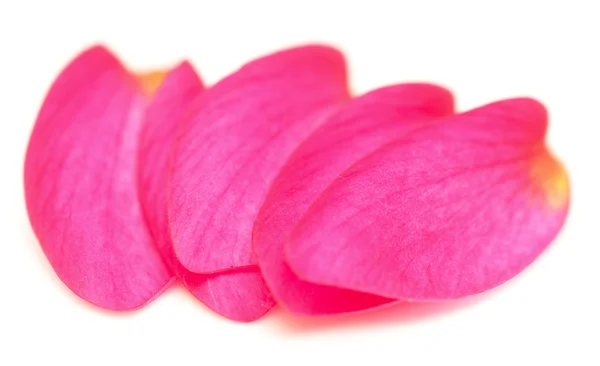 Petals — Stock Photo, Image