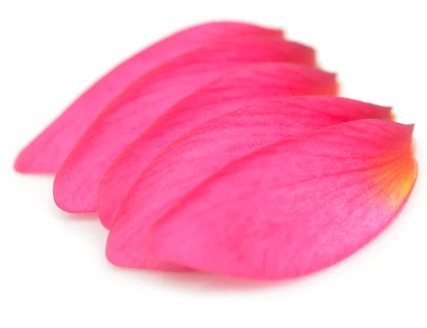 Petals — Stock Photo, Image