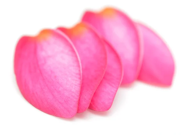 Petals — Stock Photo, Image