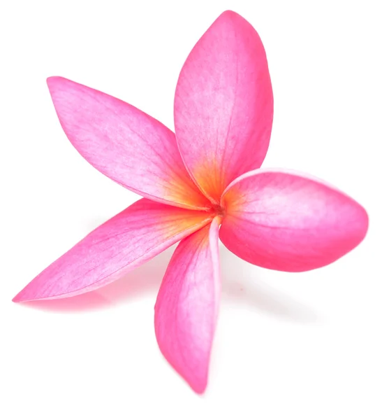 Frangipani — Foto Stock