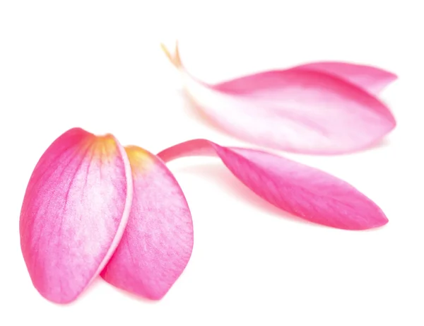 Petals — Stock Photo, Image