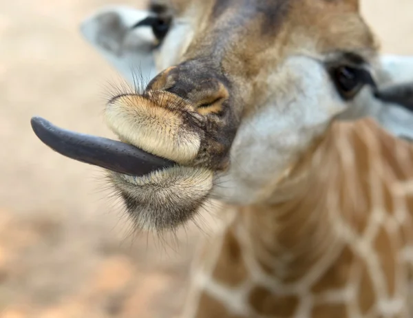 Girafe — Photo