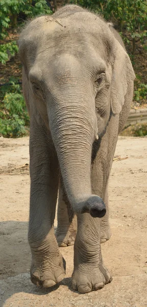 Ασιατικός ελέφαντας — Φωτογραφία Αρχείου