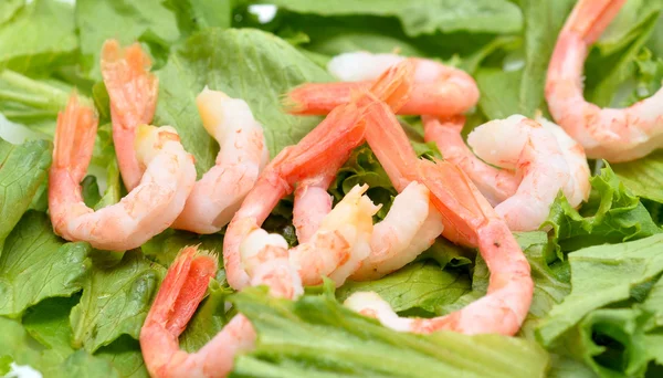 Shrimps — Stock Photo, Image