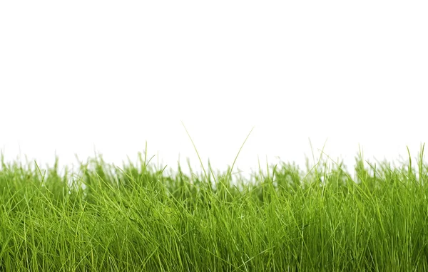 Groen gras — Stockfoto