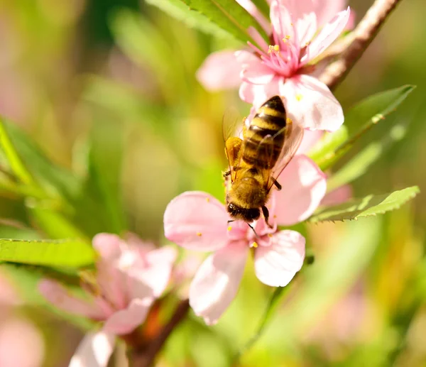 Bee on cherry — Stock Photo, Image