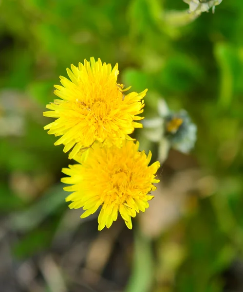 Löwenzahnblüten — Stockfoto