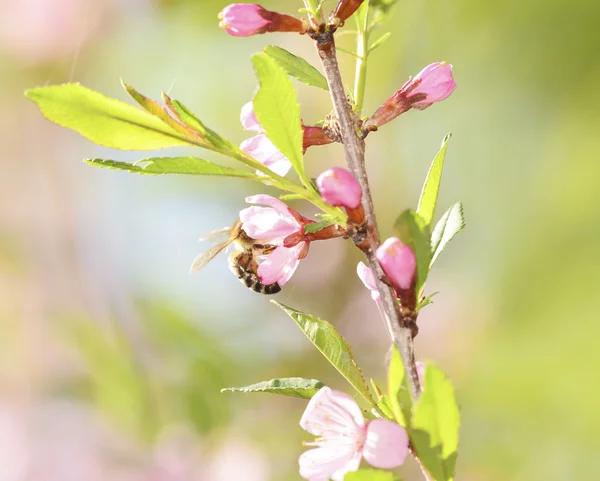 A bee gathers pollen — Stock Photo, Image