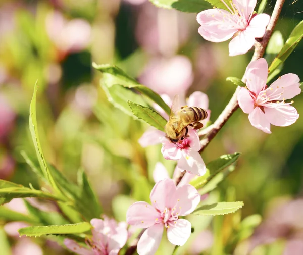 Včela na květině — Stock fotografie