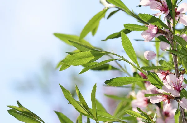 Flowers of cherry — Stock Photo, Image