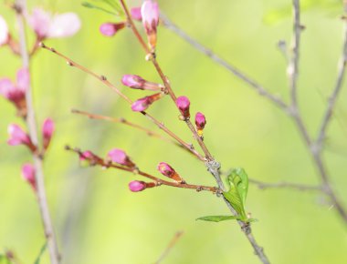 pembe tomurcukları kiraz