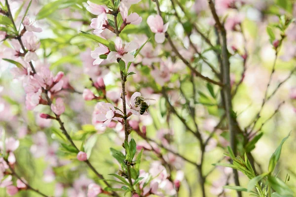 Sakura — Stok fotoğraf